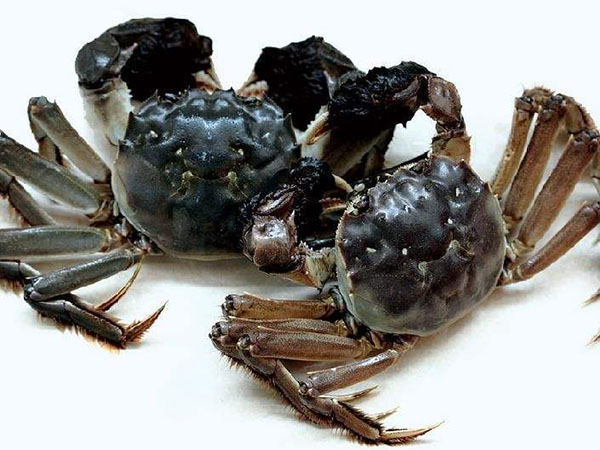 陶瓷復合直管